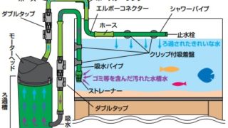 コリドラス飼育に合ったろ過器の選び方について分かりやすく説明します Aquariumbreedmanual アクアリウムブリードマニュアル