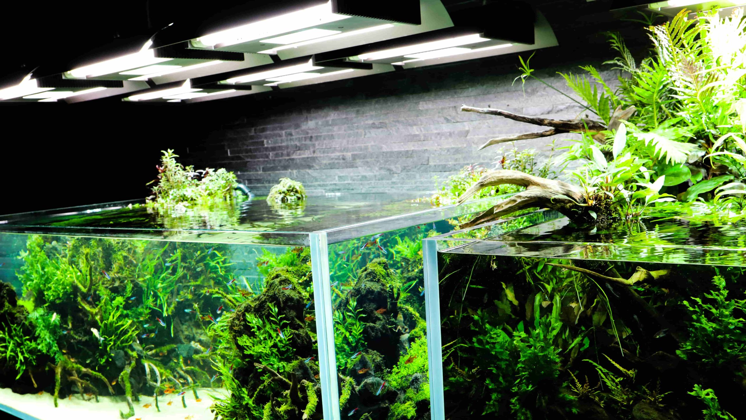 照明 Led 蛍光灯 メタルハライドランプ の特徴やメリット デメリットを解説 初級編 Aquariumbreedmanual アクアリウムブリードマニュアル