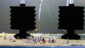 スポンジフィルターの特徴やメリット デメリットを細かく解説 Aquariumbreedmanual アクアリウムブリードマニュアル