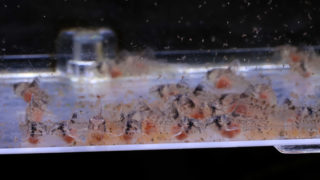 ブラインシュリンプを孵化させる実際の方法 孵化器 について分かりやすく説明します Aquariumbreedmanual アクアリウムブリードマニュアル