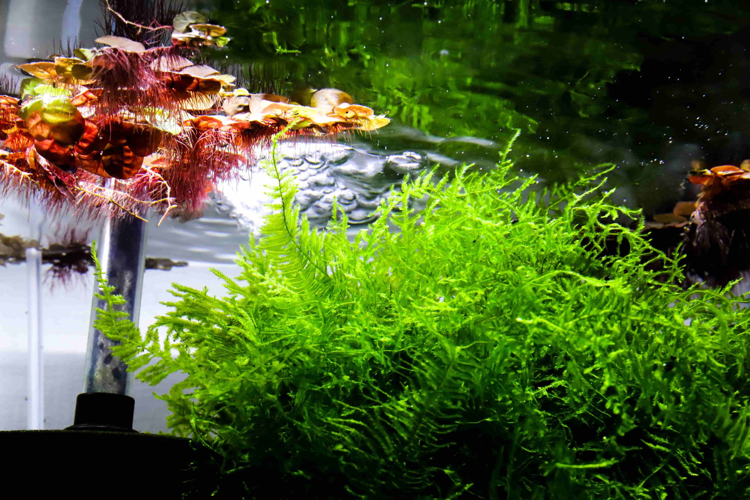 アクアリウム 熱帯魚 甲殻類 水草 に使用する水について解説します Aquariumbreedmanual アクアリウムブリードマニュアル
